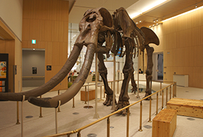 MieMu