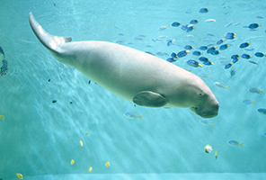 鳥羽水族館