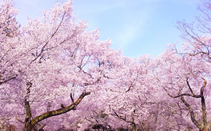 鈴鹿櫻花祭